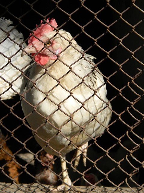 的态度和精 的态度和精